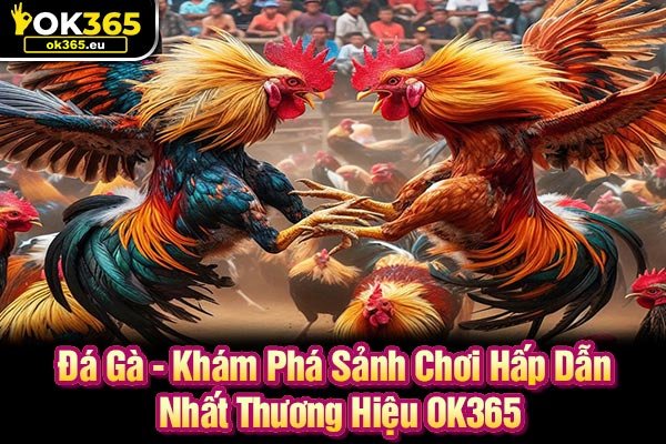 Đá Gà - Khám Phá Sảnh Chơi Hấp Dẫn Nhất Thương Hiệu OK365