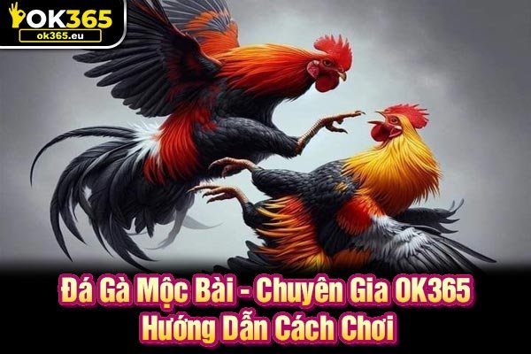 Đá Gà Mộc Bài - Chuyên Gia OK365 Hướng Dẫn Cách Chơi