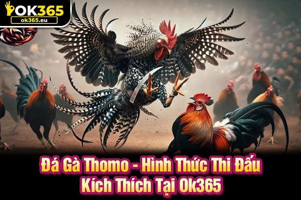 Đá Gà Thomo - Hình Thức Thi Đấu Kích Thích Tại Ok365