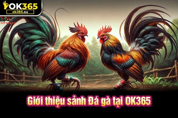 Giới thiệu sảnh Đá gà tại OK365