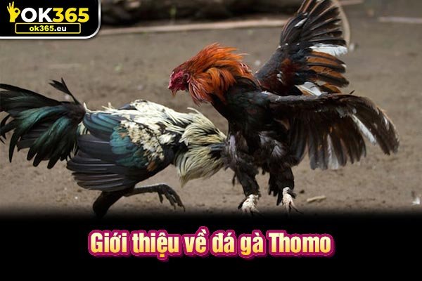 Giới thiệu về đá gà Thomo