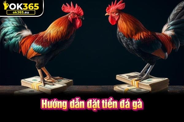 Hướng dẫn đặt tiền đá gà