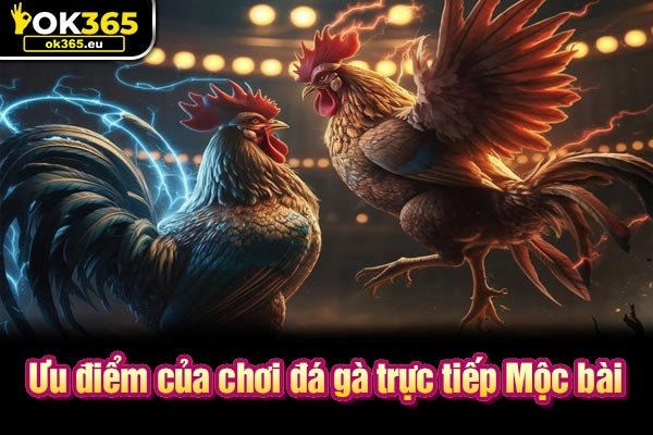 Ưu điểm của chơi đá gà trực tiếp Mộc Bài